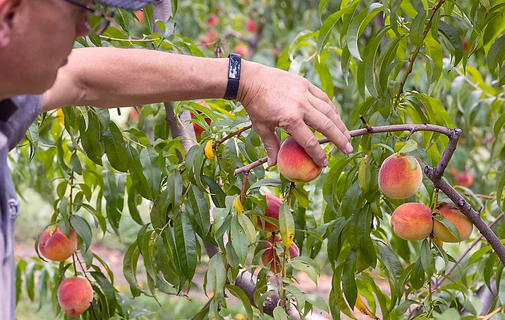 Grower Joe Burnham tests the firmness of a peach on one of his quad V trees. Burnham, who grows on flat land a few miles south of Lake Erie, is interested in planar peaches but wants to learn more about potential pitfalls.(Matt Milkovich/Good Fruit Grower)