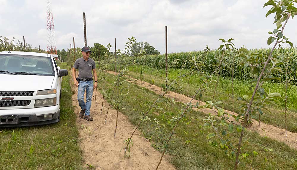 Ohio grower Joe Burnham walks near a block of MAIA-SM (Sweet Maia) trees he planted in spring 2024. Sweet Maia is a Honeycrisp by Winecrisp cross. (Matt Milkovich/Good Fruit Grower)