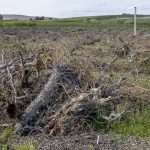 Uprooted pear trees in a Yakima Valey, Washington, orchard