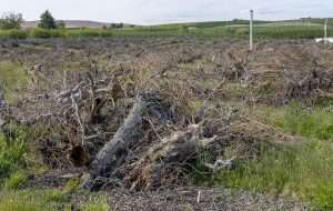 Uprooted pear trees in a Yakima Valey, Washington, orchard