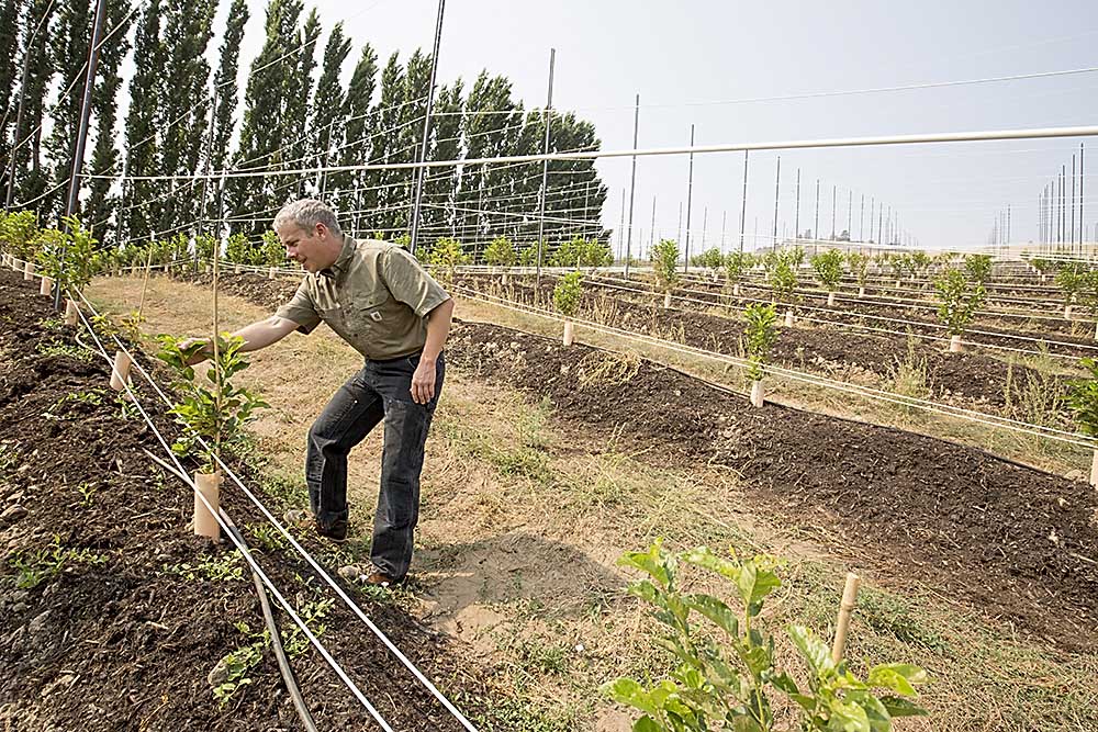 Mike Omeg spent two years planning this 25-acre trellis system. He doesn’t expect to recoup his costs for at least five more years. <b>(TJ Mullinax/Good Fruit Grower)</b>