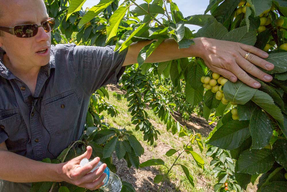 Mike Omeg shows how some of his cherry trees had rebounded by summer 2016 after receiving soil amendments, boosting root growth and improving overall tree health. <b>(TJ Mullinax/Good Fruit Grower)</b>