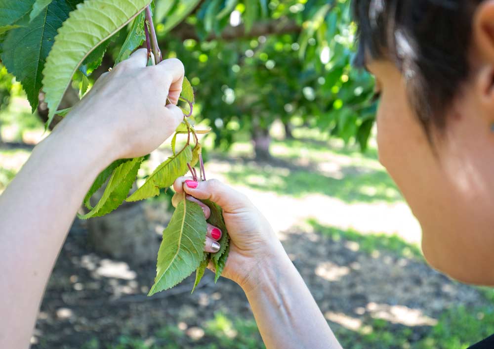 Lauri Lutes, an Oregon State University graduate student, picks several samples of cherry leaves to determine if the tree has little cherry disease in an older cherry block in The Dalles, Oregon last year. The leaves did not have any symptoms of little cherry disease but could have contained the virus. <b>(TJ Mullinax/Good Fruit Grower)</b>