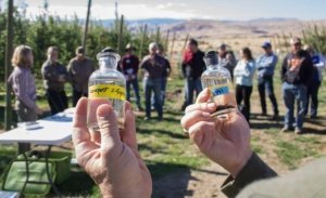 An attendee at a Washington State University orchard floor management workshop, held at the university’s Sunrise Orchard near Quincy, Washington, last fall, examines vials of particulate organic matter, one type of active organic matter. (Shannon Dininny/Good Fruit Grower)