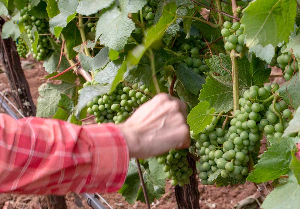 At this particular site near Salem, Oregon, on Aug. 3, 2018, the high-density block in the research trial with 5.5 feet between rows and 3 feet between vines grown on a vertical shoot positioning system, the grower is testing five different cropping levels. The vineyard is mechanically hedged and leaf pulled. Because of the high density, Skinkis said they may see more impact from vine-to-vine competition, but she is collecting more data to better evaluate that relationship. (Good Fruit Grower/Shannon Dininny)