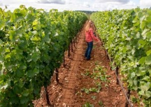 Oregon State University researcher Patty Skinkis evaluates the crop load in a Pinot Noir block near Salem, Oregon in August. Skinkis is in year seven of a 10-year project to determine whether Oregon growers of Pinot Noir — and possibly other varieties — can increase yields without diminishing grape and wine quality. (Good Fruit Grower/Shannon Dininny)