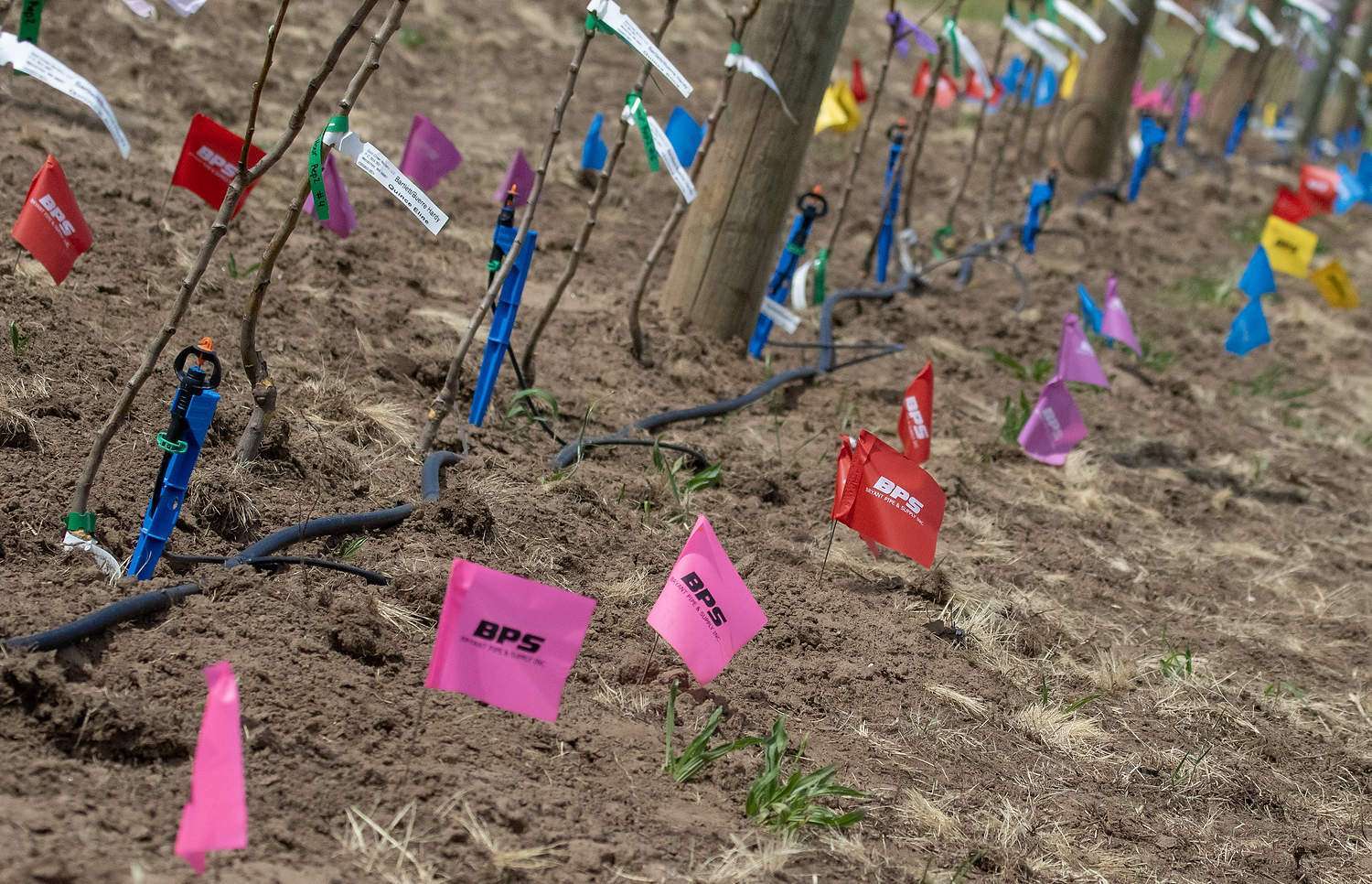 Colored flags mark replicated irrigation treatments in a pear rootstock trial