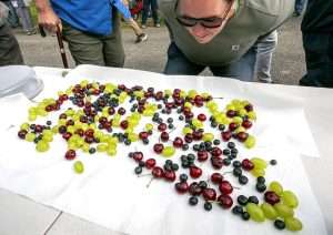 A field day participant tries to catch a whiff of garlic from cherries, blueberries and grapes treated with essential oils in May in The Dalles, Oregon. Consultants and researchers in the region believe garlic oil repels spotted wing drosophila enough to augment their management plans. (TJ Mullinax/Good Fruit Grower)