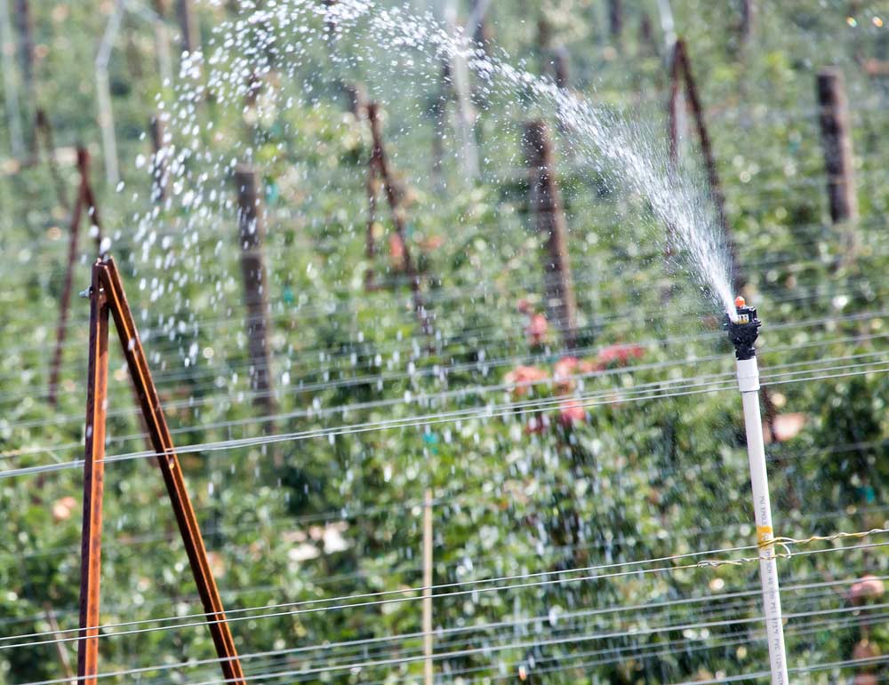 Gala apples are sprayed with overhead sprinklers near Prosser, Washington, in the heat of the summer.<b> (TJ Mullinax/Good Fruit Grower)</b>