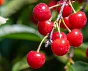 Montmorency cherries, seen here in Lawton, Michigan, in June 2022, are the dominant variety in the U.S. tart cherry industry. Michigan State University researchers recently annotated the Montmorency genome. (TJ Mullinax/Good Fruit Grower)