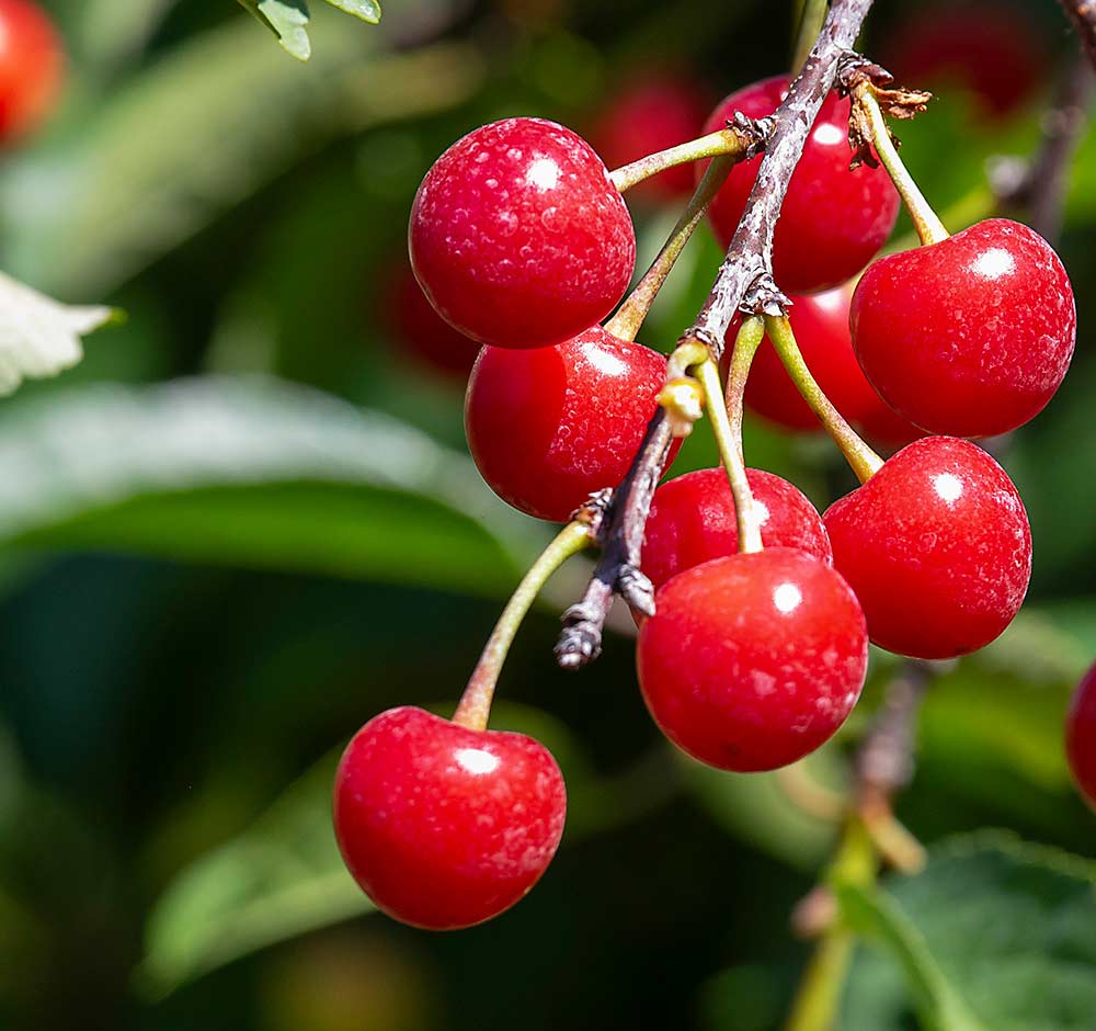 Montmorency cherries, seen here in Lawton, Michigan, in June 2022, are the dominant variety in the U.S. tart cherry industry. Michigan State University researchers recently annotated the Montmorency genome. (TJ Mullinax/Good Fruit Grower)