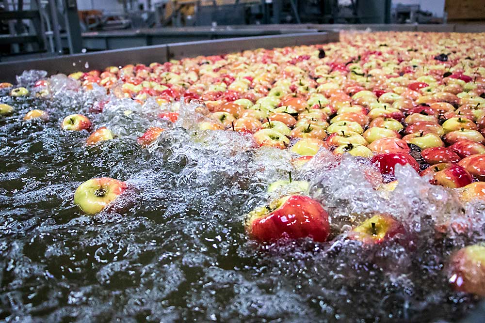 Apples, moving right to left, twist and tumble over rapids caused by air bubbles at the Kershaw Fruit and Cold Storage facility in March 2018. The bubbles, a food safety tool, force the fruit to turn, exposing the calyxes and stems to the sanitation fluid. (Ross Courtney/Good Fruit Grower)