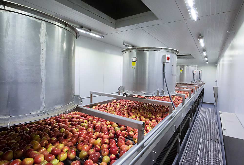 Kiku apples move under huge ducted fans within Columbia Fruit Packers' custom-built drying room in March 2018 in Wenatchee, Washington. The fans and high heat enclosed within the insulated room quickly dry the fruit before it is sorted and packed. This room was part of a 2017 remodel. (TJ Mullinax/Good Fruit Grower)