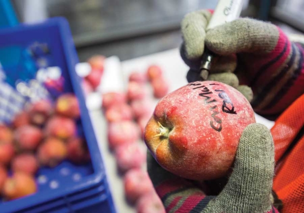 Dr. Parama Sikdar marks a Red Delicious apple that may have evidence of a postharvest rot on the calyx end of the fruit in a cold storage facility in Wenatchee, Washington. <b>(TJ Mullinax/Good Fruit Grower)</b>