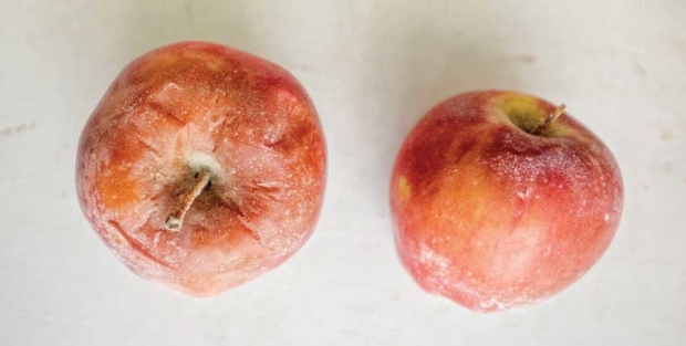 Examples of postharvest rot, left, and sunburn, right, on Red Delicious apples. Postharvest diseases caused by Phacidiopycnis washingtonensis and Sphaeropsis pyriputrescens can look similar to sunburn on the surface after a few months in RA storage. <b>(TJ Mullinax/Good Fruit Grower)</b>