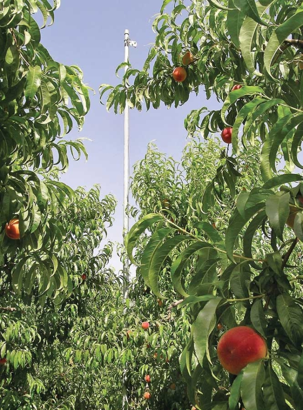 An infrared thermometer mounted on a pole measures peach tree canopy temperatures under regulated deficit irrigation. Canopies of stressed trees have a higher temperature than nonstressed trees. <b>(Courtesy Agricultural Research Service)</b>