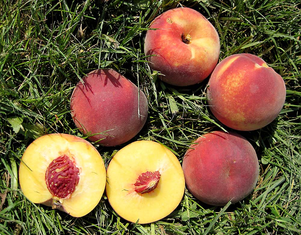 A taste of Peaches  programmed to breed