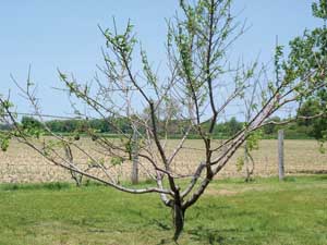 This 5-year-old Red Haven is on its last legs after two consecutive hard Michigan winters. It failed to bloom last year, and this year leafing is sparse, many twigs are dead, and there’s now little shoot growth. <b>( Richard Lehnert/Good Fruit Grower)</b>