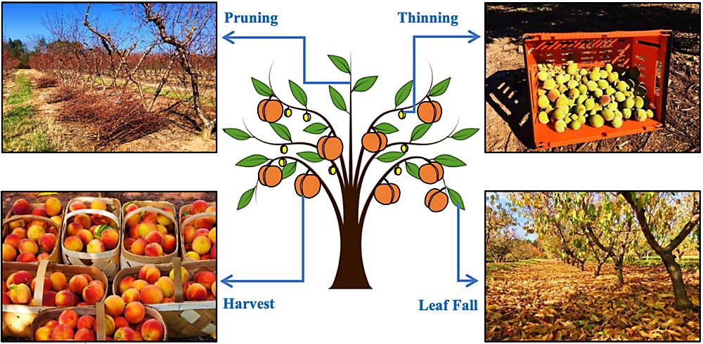 Figure 1: Major events where nutrients are being removed from the tree. (Courtesy Qi Zhou and Juan Carlos Melgar)
