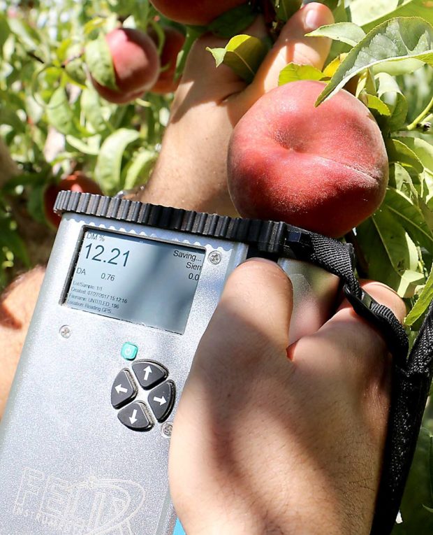 One of the nondestructive tools used by Colorado pomologist Ioannis Minas to assess peach quality is the F-750 Produce Quality Meter, which shines near-infrared light onto a peach to reveal peach firmness, soluble solids concentration (or the Brix index) and dry matter content (all of the non-water parts of a fruit). (Courtesy Ioannis Minas/Colorado State University)