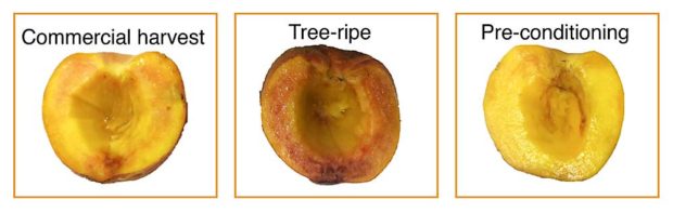 Internal appearance and chilling-injury symptoms of June Gold peaches harvested at different maturity stages — commercial harvest and tree-ripe — and preconditioned following four weeks of storage at 32 degrees Fahrenheit plus two days at shelf life (68 degrees). (Courtesy Ioannis Minas)