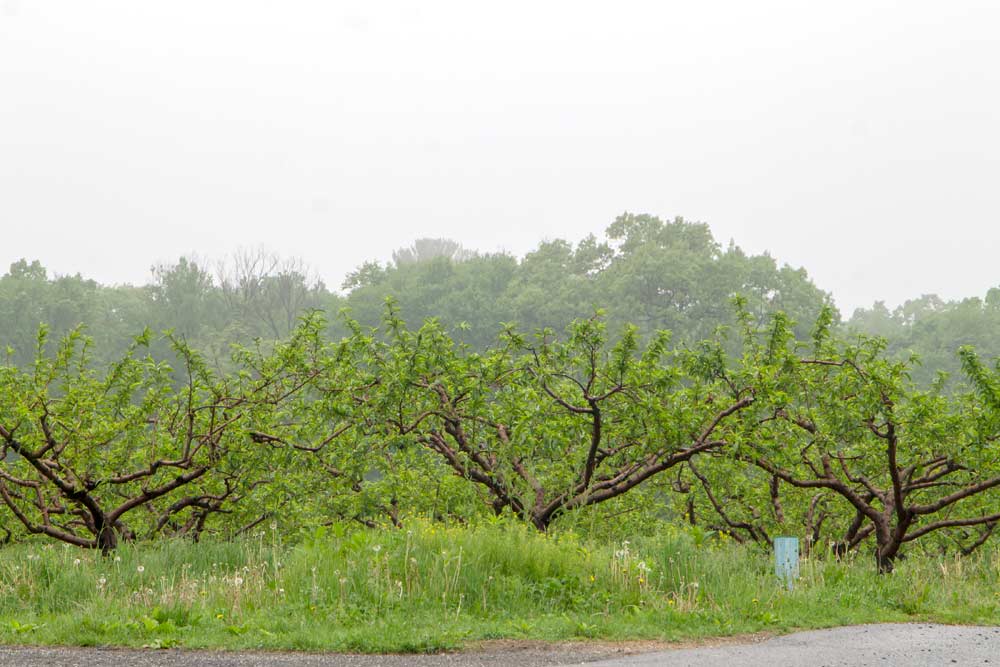 Traditional open vase peach systems create pedestrian orchards, which growers like, but production per acre is low. Seen in Adams County, PA (Kate Prengaman/Good Fruit Grower)