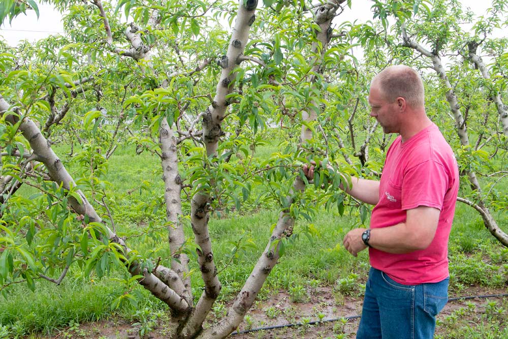A Hex-V peach system produces over 800 bushels an acre for Adams County grower Corey McCleaf. (Kate Prengaman/Good Fruit Grower)