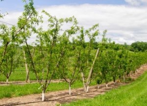 Trellised quad-V peach systems trial at the Penn State Fruit Research and Extension Center in Biglerville, PA on May 23, 2018 (Kate Prengaman/Good Fruit Grower)