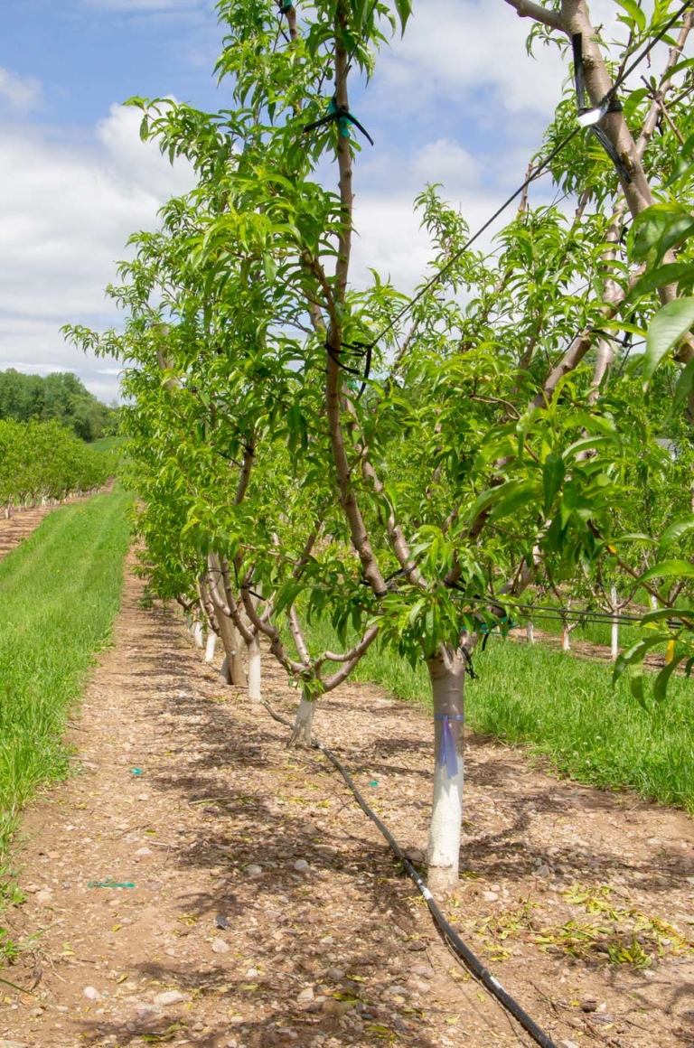 Taking on trellis with peach trees | Good Fruit Grower