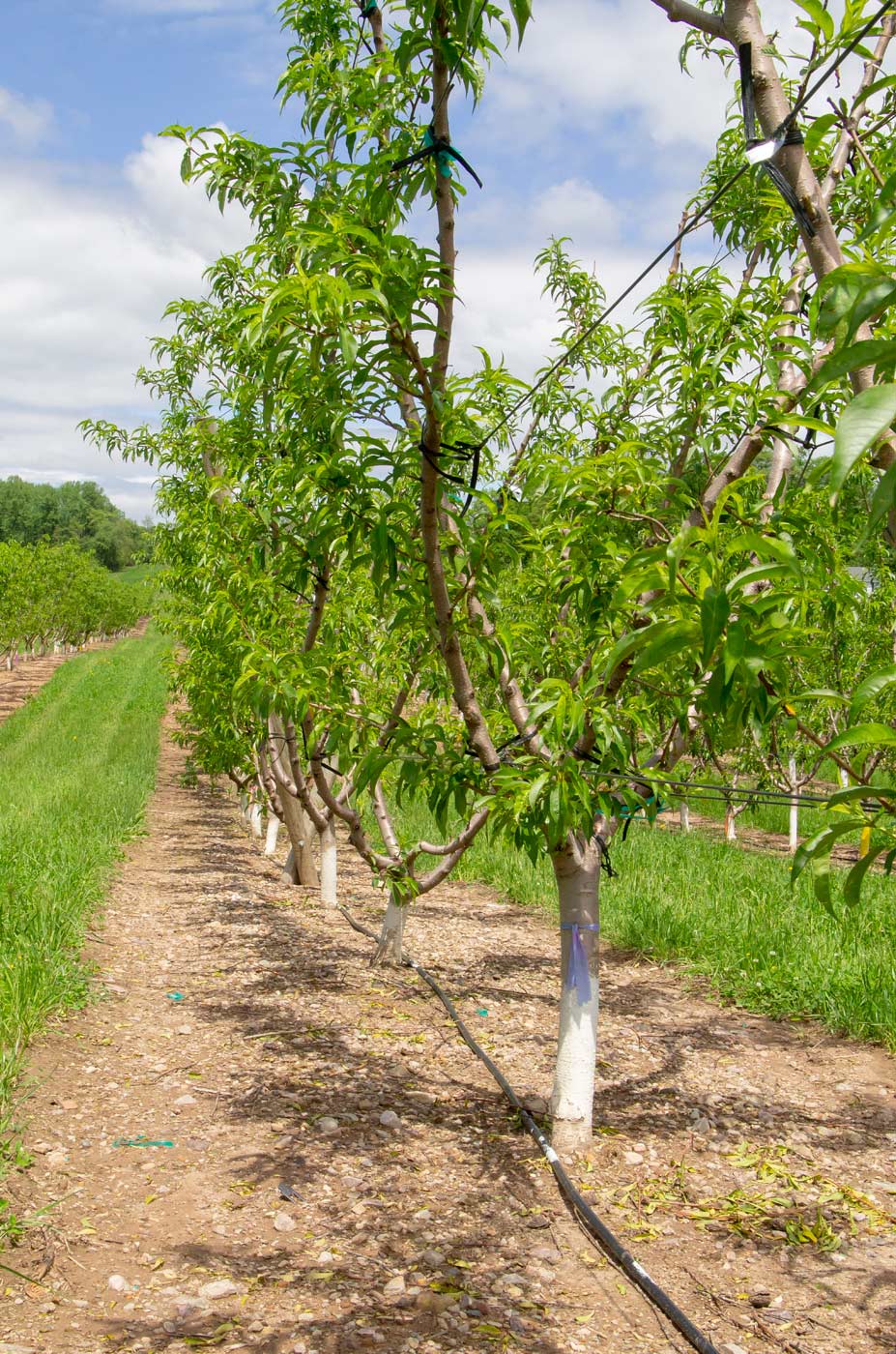 The trellised quad-V peach system trial at the Penn State Fruit Research and Extension Center in Biglerville, PA aims to increase yields and lower production costs. (Kate Prengaman/Good Fruit Grower)