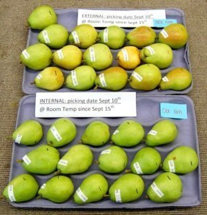 These “external” (top tray) and “internal” (bottom tray) d’Anjou pears were kept at room temperature for three weeks following harvest in September 2014. The “external” pears were blushed with more yellowing and were more ripe compared to the “internal” pears, which were greener and slower to ripe. (Courtesy Sara Serra)