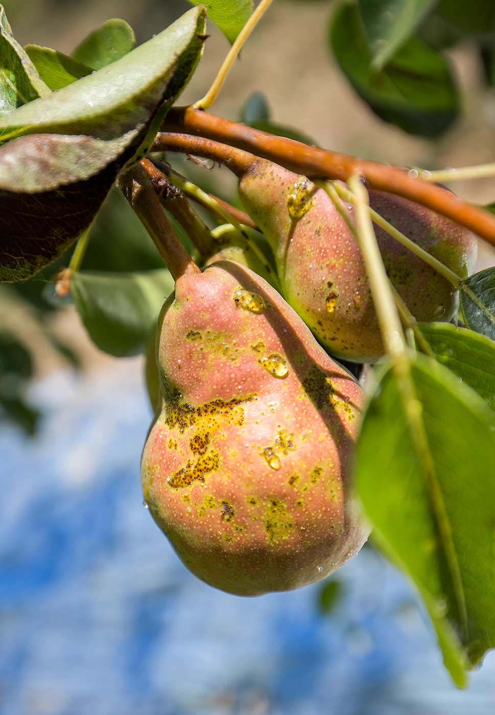 Bartlett pears show russetting from honeydew drips that are caused by pear psylla. <b> (TJ Mullinax/Good Fruit Grower)</b>