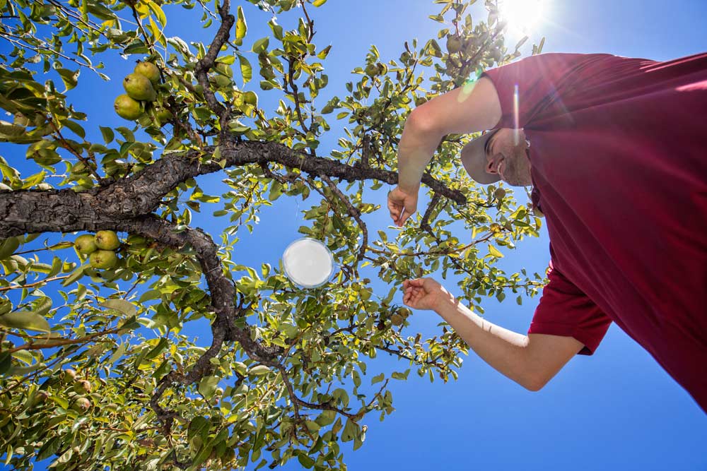 Washington State University researcher Louis Nottingham collects honeydew samples from Bartlett pear trees at the university test block in Wenatchee, Washington, on July 19, 2017. Nottingham is studying the effectiveness of reflective coverings to combat pear psylla. He says methods for collecting and measuring effectiveness has been part of the challenge, such as creating collection dishes that hang from trees. <b>(TJ Mullinax/Good Fruit Grower)</b>