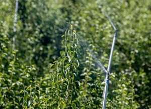 Overhead sprinklers rinse away pear psylla honeydew in a Leavenworth, Washington, orchard in June 2023. This grower is washing the best way, using sprinklers above the canopy and starting early in the season, according to research into best practices. (TJ Mullinax/Good Fruit Grower)
