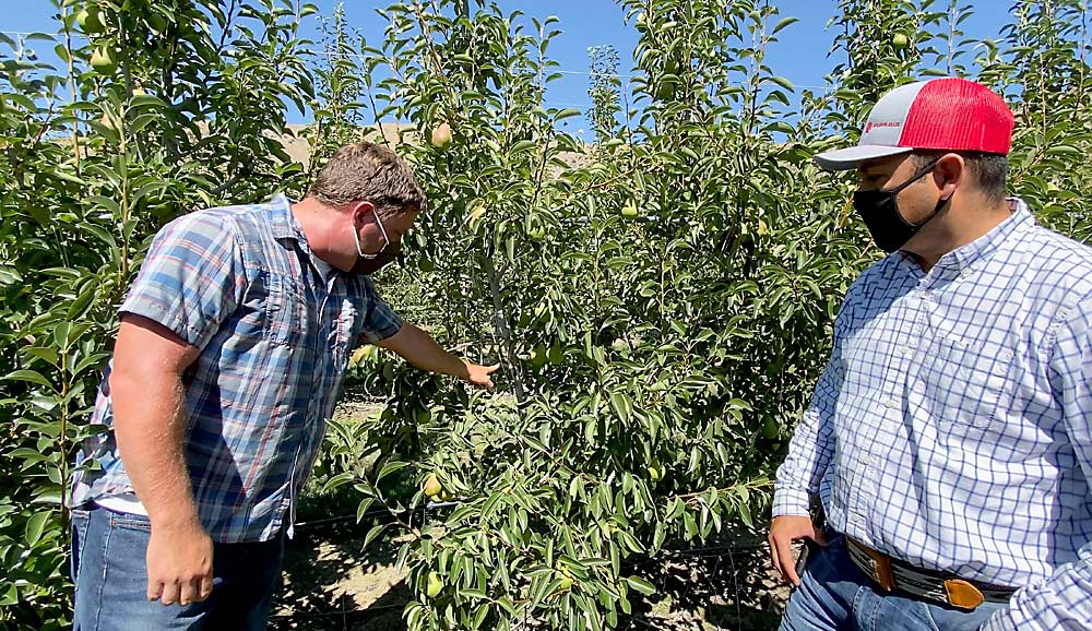 Stemilt’s Bryan Mrachek, left, and Jorge Andrade show how these high-density Bartlett trees were tied down to increase fruiting and slow vigor. (TJ Mullinax/Good Fruit Grower)