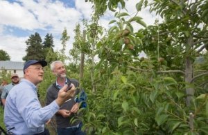 Moments from the first day of Interpera 10th World Pear Conference held in Wenatchee, Washington on June 16, 2017. (TJ Mullinax/Good Fruit Grower)