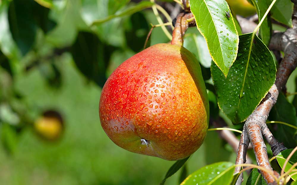 The numbered pear US79439-004 is in advanced trials and could be the next release from the U.S. Department of Agriculture’s pear breeding program. (Courtesy Peggy Greb/USDA-ARS)