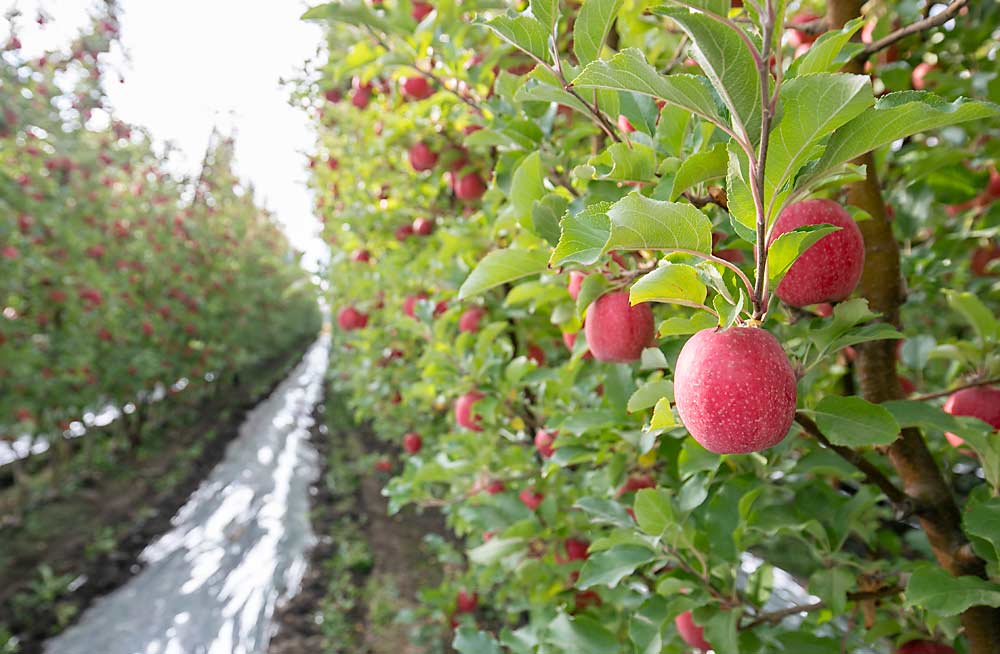 Cripps Pink apples, days from harvest in October in a Terrace Heights, Washington, orchard. The variety, marketed as Pink Lady, has managed to stand out on crowded apple shelves, due to its visual appeal. (TJ Mullinax/Good Fruit Grower)