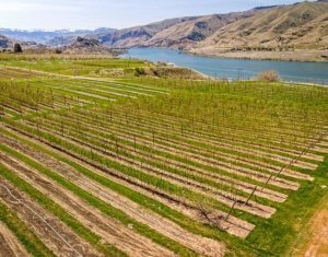 Several rows of unreleased varieties in various stages of screening grow next to the mother tree of the WA 38 apple (in the bottom right corner of the block) in April 2018 at Washington State University’s research orchard near Wenatchee, Washington. For WSU’s next apple — or cherry — the university has more legal avenues for intellectual property protection, thanks to a small change in language in the new Farm Bill signed by President Donald Trump in December. (TJ Mullinax/Good Fruit Grower)
