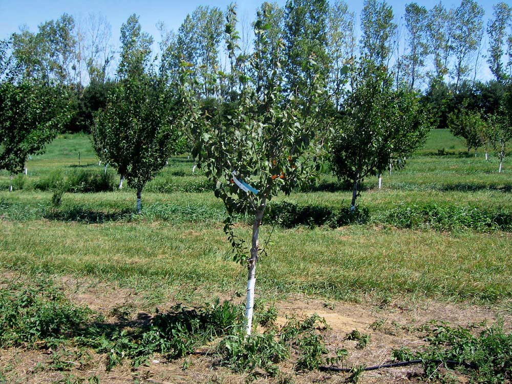 The discovery of plum pox virus on this tree led to a massive survey and eradication effort in southwestern Michigan that lasted from 2006 to 2009. The tree was part of a block of 3-year-old trees being monitored under a plum rootstock trial at Michigan State University’s Southwest Station. <b>(Courtesy of Bill Shane)</b>