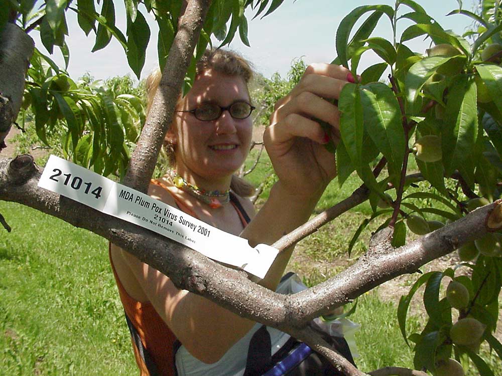 An employee of the Michigan Department of Agriculture and Rural Development (MDARD) samples leaves for plum pox virus as part of a comprehensive survey of susceptible Prunus trees in Michigan. <b>(Courtesy of Michigan Department of Agriculture and Rural Development) </b>