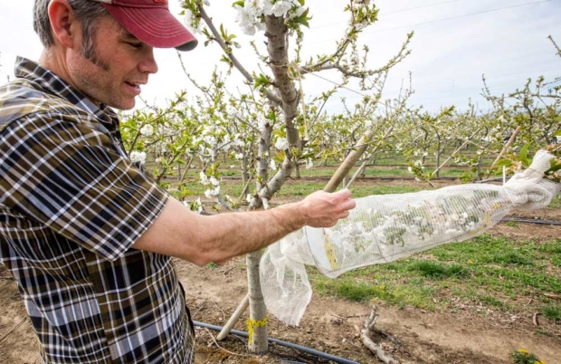 Matt Whiting shows a netted cherry limb in early March 2015 during a mechanical pollination trial held in Prosser, Washington. The netting prevents natural pollination. <b>{TJ Mullinax/Good Fruit Grower}</b>