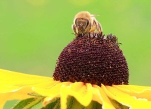 A honey bee visits a yellow coneflower (Ratibida pinnata). (Courtesy Logan Rowe)