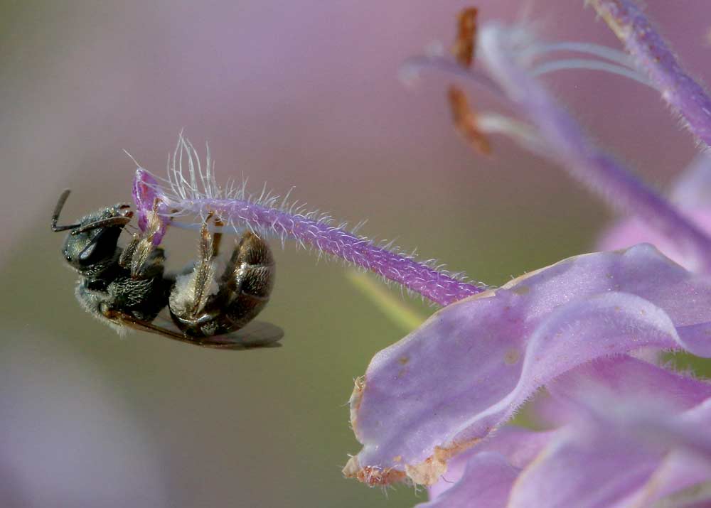 A tiny sweat bee perches on wild bergamot (Monarda fistulosa). Wild bergamot was a midsummer favorite of native bees and honeybees in the trial. <b>(Courtesy Logan Rowe)</b>