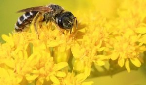 A sweat bee visits gray goldenrod (Solidago nemoralis). Gray goldenrod was a midsummer favorite of native bees and honey bees in the trial. (Courtesy Logan Rowe)