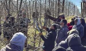 Cornell University fruit extension specialist Mario Miranda Sazo, center, leads a pruning demonstration in Spanish at Joe Rasch Orchards in Sparta, Michigan, on March 28. Orchard manager Manuel Vargas stands just to Miranda Sazo’s right. (Courtesy Michigan Pomesters)