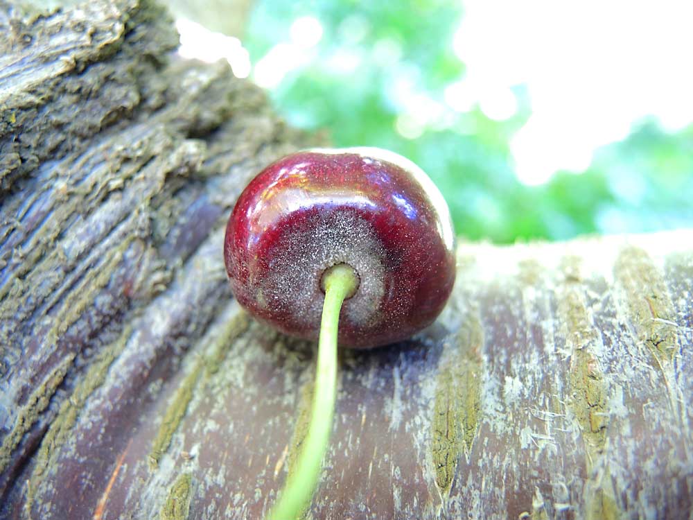 A sweet cherry infected with powdery mildew, which Peace calls an “insidious” fungal pathogen.(Courtesy Claudia Probst/Washington State University)