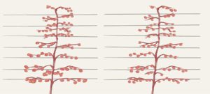 Artificial spur extinction uses the size of the branch to determine the number of fruit it can comfortably carry, as seen on the tree at right. Conventional thinning, on the other hand, seeks to leave the same number of fruit on each branch, regardless of its size, as seen on the tree at left. By treating each branch variably, ASE creates more uniformity within the tree. Courtesy Suzanne Bishop