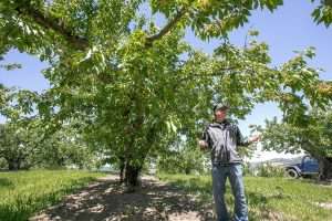 In Oregon’s Columbia Gorge, Tim Hudson of Mosier Creek Orchards grows this 50-year-old hilltop block of Royal Ann cherries specifically for processing, viewing it as an oasis of consistency amid the boom-or-bust cycles of the fresh market. (TJ Mullinax/Good Fruit Grower)