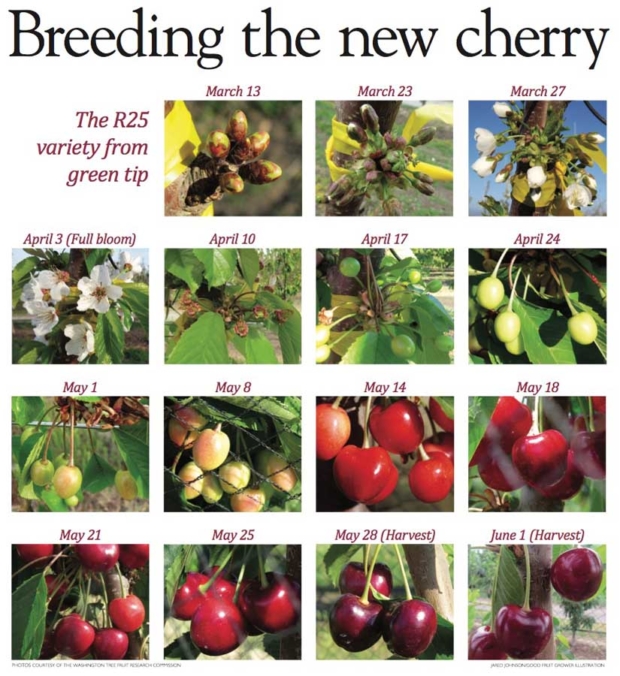 CLICK TO DOWNLOAD THE PDF -- The R25 variety from green tip. Photos courtesy Washington Tree Fruit Research Commission. <b>(Jared Johnson/Good Fruit Grower illustration)</b>